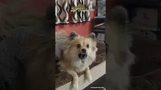 &ldquo;Allie ka barking mode ON 😳🐶&rdquo; #shorts #dog #barking