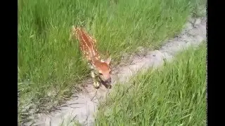 Catching Baby Deer