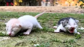 Newlyborn kittens living on the street looking for mother cat