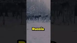What Do You Know About Russia? 🇷🇺 #russia #russiafacts #fa#funfacts #factshorts #learning #earth