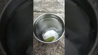 iqoo z5 5g slow motion test with grapes 🍇 and water 💦