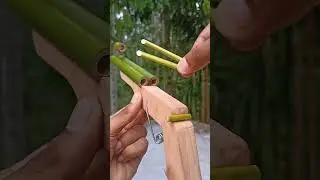 Crazy But Amazing Bamboo Slingshots #diy #bamboo