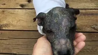 Magnus' Journey From Rescue To Recovery The Beginning Stray Paws Rescue