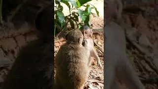 All Monkeys Hers So Friendly
