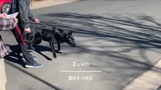 Zuko - Before and After Board and Train