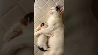 ❤️ Cute Mother Cat Hugging Baby Kitten 😺 | Heartwarming Cat Love