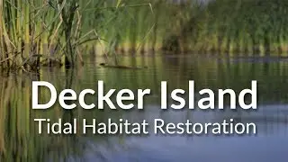 Decker Island Tidal Habitat Restoration