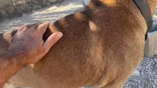 I need to find the Right Friends for the New Senior Dog - Takis Shelter