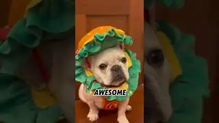 Send to my bestie❤️you&rsquo;re so awesome✨ #franchbulldog #frenchiefun #dog #cute #puppy #pug #pets