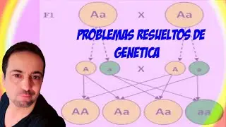 VIDEO 20 - PROBLEMAS RESUELTOS DE GENÉTICA.