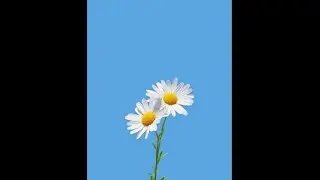 [FREE FOR PROFIT] - Bella X King Type Beat 