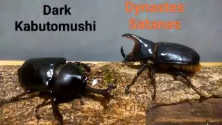 EP.104 Dark Kabutomushi vs Dynastes Satanas Digimon Pokemon beetle insects battle#vs#insects#pokemon
