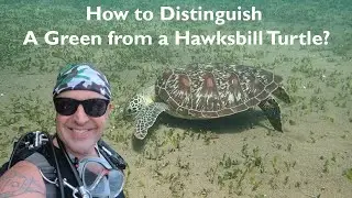 How to Distinguish a Green from a Hawksbill Turtle?