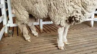 Centre Plus Sire 407358, 3y's 2m's old