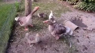 Nouvelle de l'élevage.