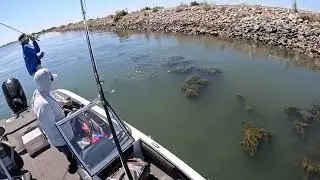 Some top water action on the Sacramento Delta