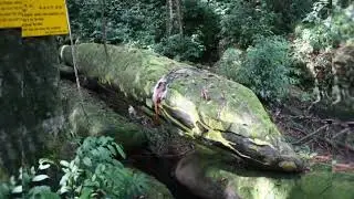 Hewan Raksasa Trondallo Penjaga Bumi (Moyangnya Naga)
