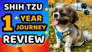Shih Tzu dog | 1Year Detail Review | Care | Maintenance Cost | Tamil #shihtzu