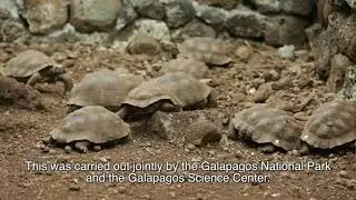 GSC⧸GNP Tortoise Reintroduction