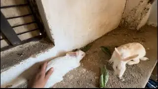 Finally white pair of rabbit mil gya 😍