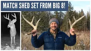 Match Set of Whitetail Deer Shed Antlers (Shed Hunt 2021!)
