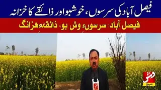 Faisalabad&rsquo;s mustard a treasure of fragrance and flavor | Vsh News