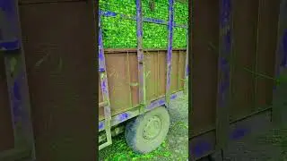 Tea leaf loading pickup van 🌿☘️🌿🌿🌿🍀