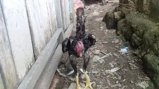 Irmisc Bf sedang live sekarang! UNBOKCING AYAM BK DIKANDANG..!!