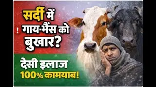 गाय भैंस को सर्दी जुकाम बुखार का देसी इलाज | Cow Buffalo Fever Treatment | Winter Pashu Care