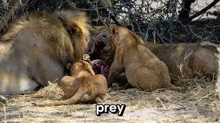 Silent Stalkers, Swift Strike: The Hunting Prowess of Lions