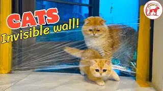 Hilarious Cat Reactions to Invisible Wall Prank