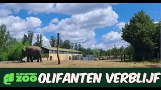 Eindhoven Zoo - Olifanten