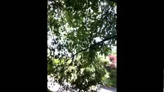 Nancy Today: Update from the hammock 2 ASMR chit chatting Vlog