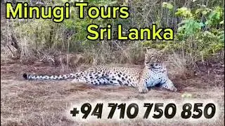 Yala Safari