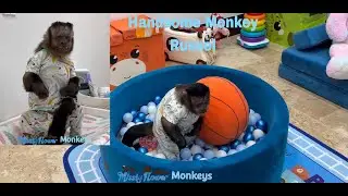 Monkey Russel all alone in the playroom 🤭😍&hearts;️