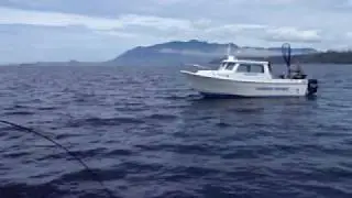 Tofino B.C. Coho Salmon on 6wt Fly Rod offshore