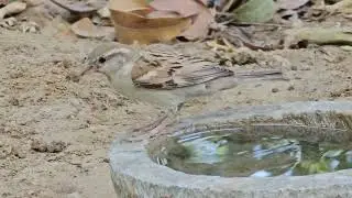 Female House Sparrow #gujarat #birds #nature #mahesana #wildlife #sparrow