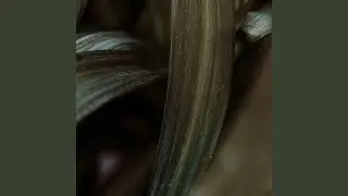 Whispering Beauty