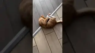 Kitty Stuck in a Potato Masher! 🤣🥔🙀