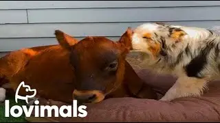 Rescue Calf And Dog Have The Sweetest Friendship