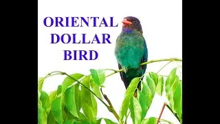 Oriental Dollarbird | Singapore Birding
