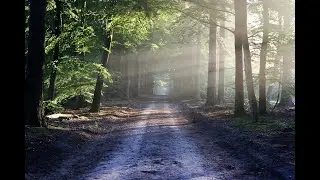 Celtic Forest Music &ndash; The Force Of Nature Adrian von Ziegler 1 hour