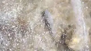 Sucker fish (Catostomidae) under ice in Boulder River, MT