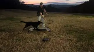 GSD / George / Off Leash Field Training Session