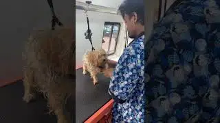 &ldquo;Pampering your pets at your doorstep! Book your appointment for mobile grooming  #MobileGrooming