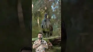 Amazing bird signing #wildlife #wildbirds