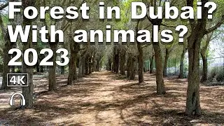 Dubai Forest trail #forestdubai 2023 🇦🇪 4K