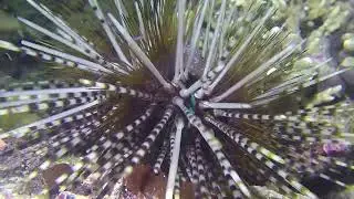 Banded sea urchin (Echinothrix calamaris) - Bangka (Indonesia Sulawesi) 6-4-2024