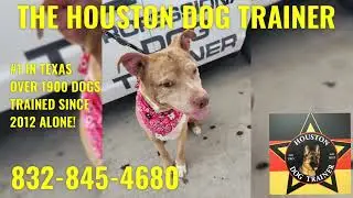 #1 PRO DOG TRAINING IN HOUSTON 832-845-4680 THE HOUSTON DOG TRAINER