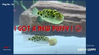 Setting Up My Aquarium for Green Spotted Puffer Fish | Vlog 10